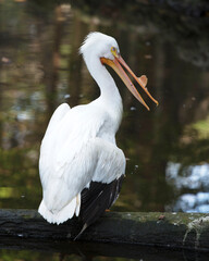 White Pelican stock photos. White Pelican close-up profile view standing on a log by the water displaying fluffy white feathers wings, enjoying the sun in its environment and habitat.