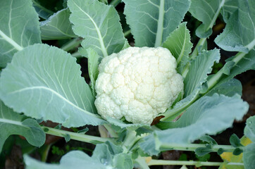 the ripe green cauliflower plant seedlings in the garden.