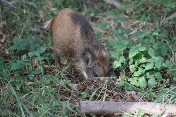 Wild Boar (Sus scrofa)  Western Pomerania Lagoon Area National Park