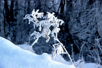 Front view of a lone small Bush in the deep snowdrifts in the twilight.