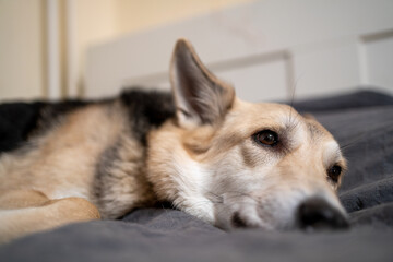 portrait of a beautiful dog sleeping on the bed