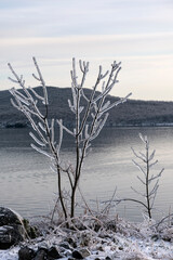Ice rain series: tree in the ice snow