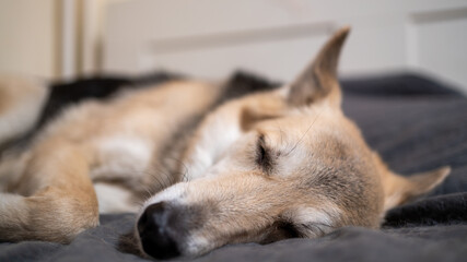 portrait of a beautiful dog sleeping on the bed