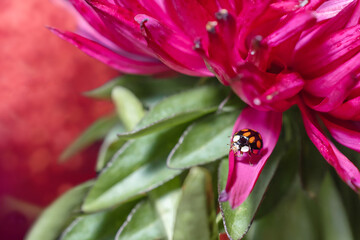 background with a wild ladybug that crawls on the petals of a red flower on a red background