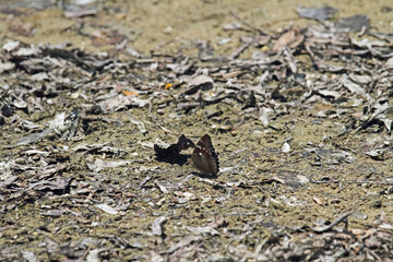 großer Schillerfalter