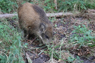 Wild Boar (Sus scrofa)  Western Pomerania Lagoon Area National Park