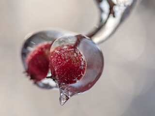 Ice rain series: ice-covered red berries close view