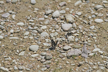 großer Schillerfalter