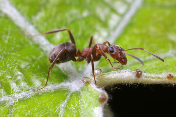 Ants on wild plants, North China