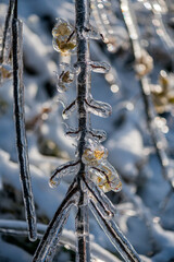Ice rain series: ice frost on the branches