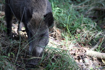 Wild Boar (Sus scrofa)  Western Pomerania Lagoon Area National Park