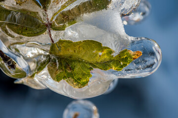 Ice rain series: ice-covered green leaf very close view