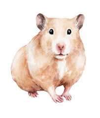 animal sketch cute little red hamster looking straight funny animal watercolor drawing of a pet 4