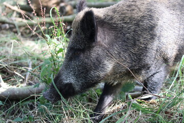 Wild Boar (Sus scrofa)  Western Pomerania Lagoon Area National Park