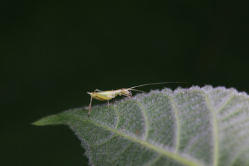 Tree crickets on wild plants, North China
