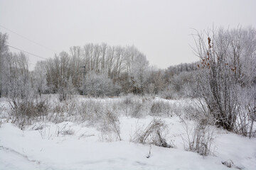 Winter garden in a snow-covered forest