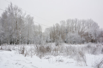 Winter garden in a snow-covered forest