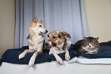 Dogs and sleeping cat resting on bed