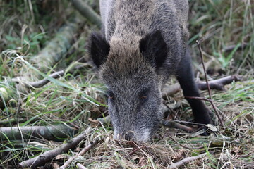 Wild Boar (Sus scrofa)  Western Pomerania Lagoon Area National Park