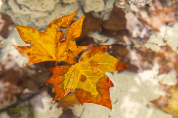 Autumn leaves on water with leaves