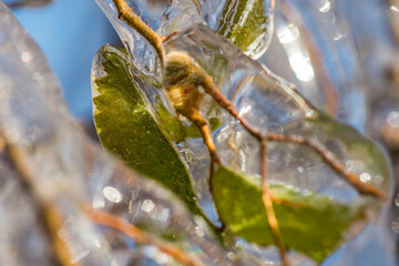 Ice rain series: ice-covered green leaves very close view
