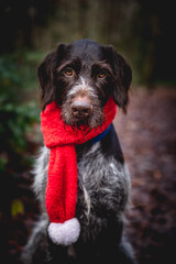 German wirehaired pointer dog with Christmas Scarf sitting in the woods with a cute expression on his face
