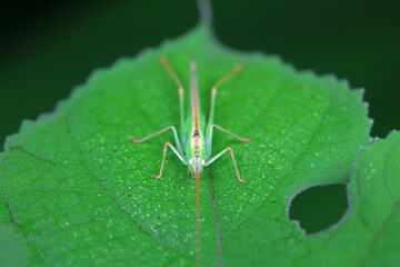 Katydids on wild plants, North China