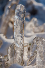Ice rain series: ice-covered stem at the sunset