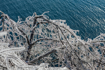 Ice rain series: frozen branches of a tree