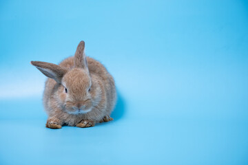 Obraz premium One brown young rabbit sitting on blue background and looking at camera with copy space