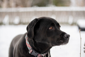 Blac lab labrador dog playing outside in winter in the snow