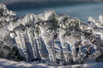 Ice rain series: green stem covered with ice  at sea sunset close view