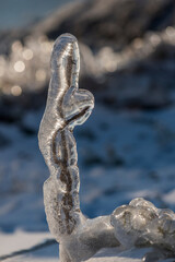 Ice rain series: ice-covered interwoven twigs close-up view