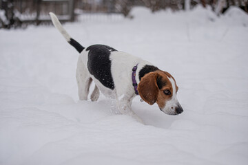 Cute little beagle dog playing outside in winter in quebec canade