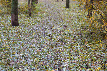 Fallen Autumn Foliage Covered the Ground in A City Park with A Dense Carpet
