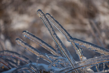 Ice rain series: ice-covered twigs 