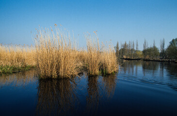 Roselière, Parc naturel régional de la Grande Briere, 44, Loire Atlantique