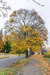 Obraz premium Lake Road In Autumn 6