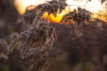 Wheat In Countryside Rural Field At Sunset