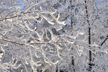 Winter garden in a snow-covered forest