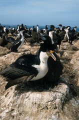 Cormoran impérial,.Leucocarbo atriceps, Imperial Shag, Iles Falkland, Malouines