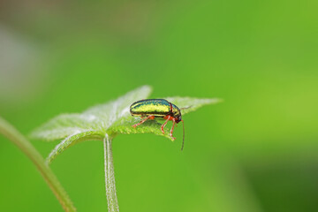 Leaf beetles inhabit wild plants in North China