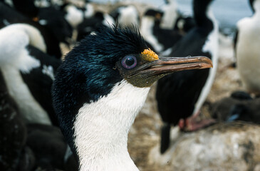 Naklejka premium Cormoran impérial,.Leucocarbo atriceps, Imperial Shag, Iles Falkland, Malouines