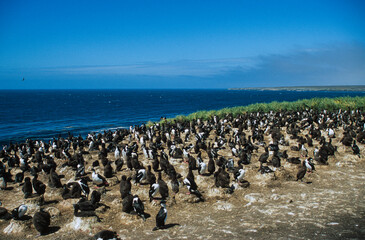 Cormoran impérial,.Leucocarbo atriceps, Imperial Shag, Iles Falkland, Malouines