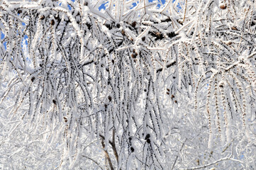 Winter garden in a snow-covered forest