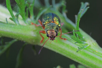 Leaf beetles inhabit wild plants in North China