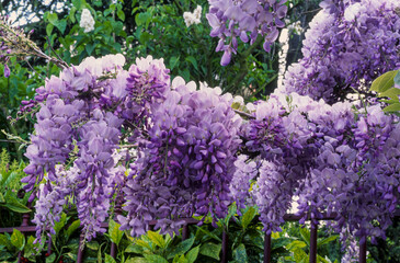Glycine, Wisteria