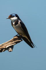 Hirondelle à gorge blanche,.Hirundo albigularis, White throated Swallow