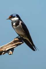 Hirondelle à gorge blanche,.Hirundo albigularis, White throated Swallow © JAG IMAGES