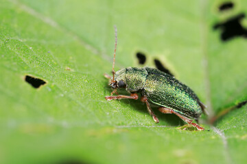 Leaf beetles inhabit wild plants in North China
